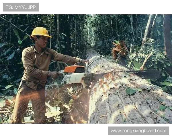 国外高效伐木：技术如何做到省时省力？